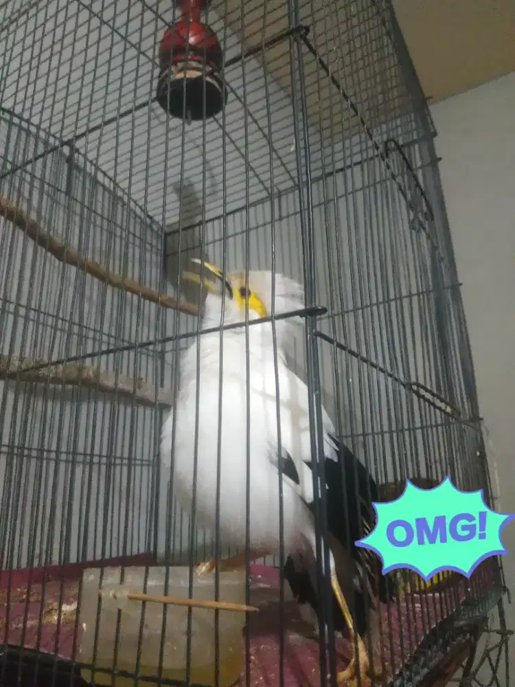 Burung jlax pth gacoran banget bersih terawat mantap