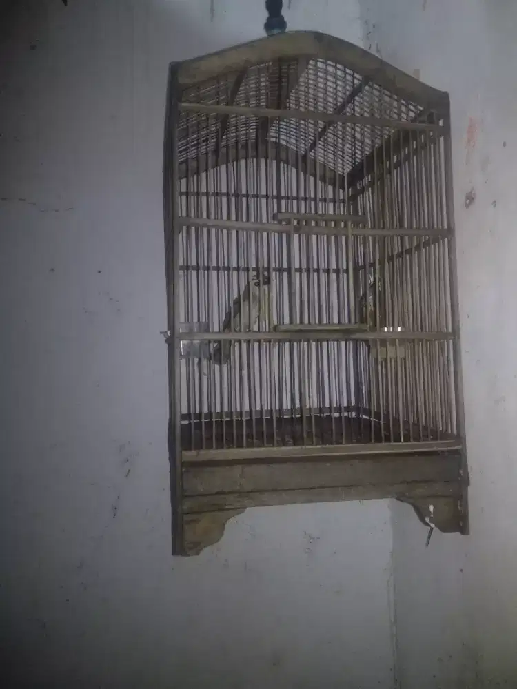 Jual cepet aja ni burung trucukan