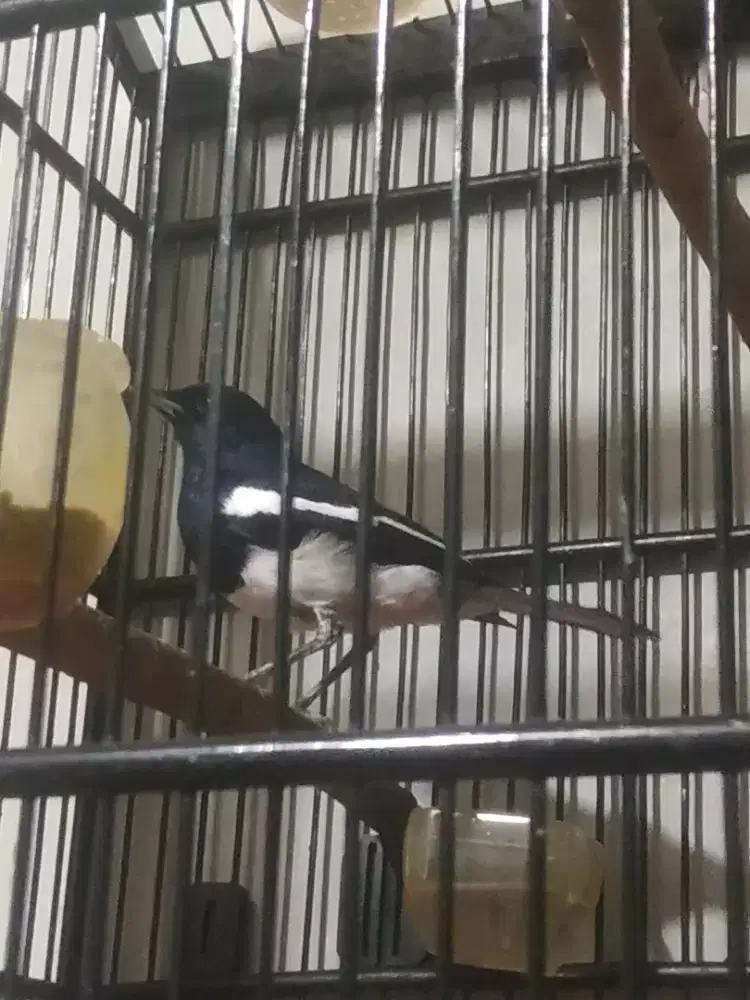 Kacer gacorr siap menghibur