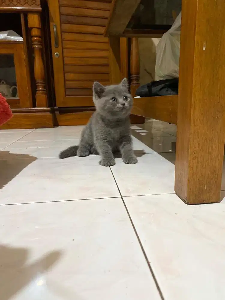 Kucing kitten british shorthair munchkin ns