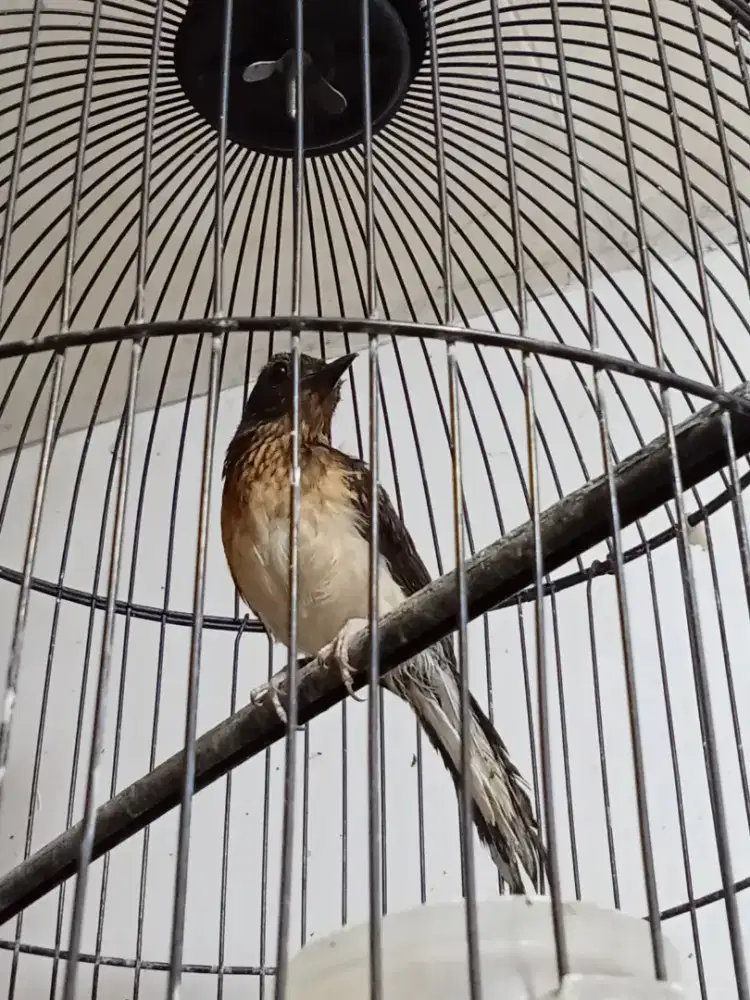 MONGGO BOS Q TROTOL MURAI NE