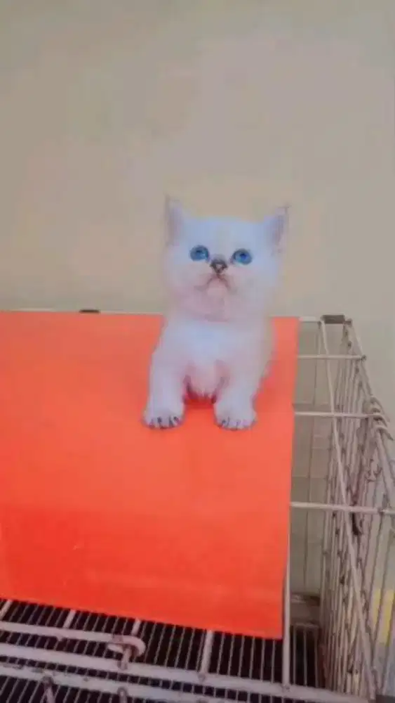 Britis Shorthair Munchkin