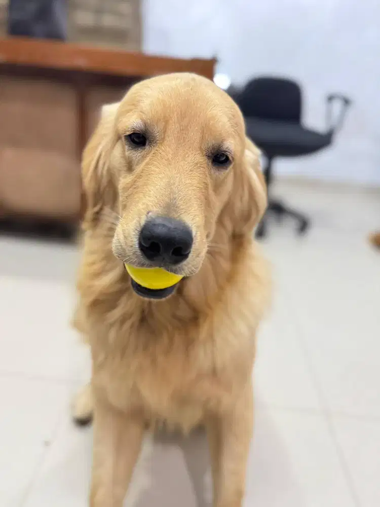 OPEN ADOPT Anjing Ras GOLDEN RETRIEVER (Stambum Microchip)