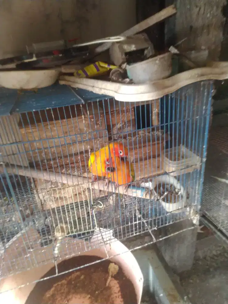 Burung sunconure
