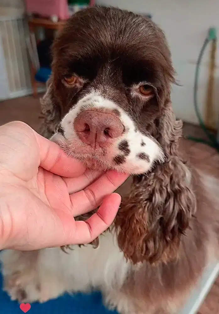 5 American Cocker Spaniel ( Tutup Kennel )
