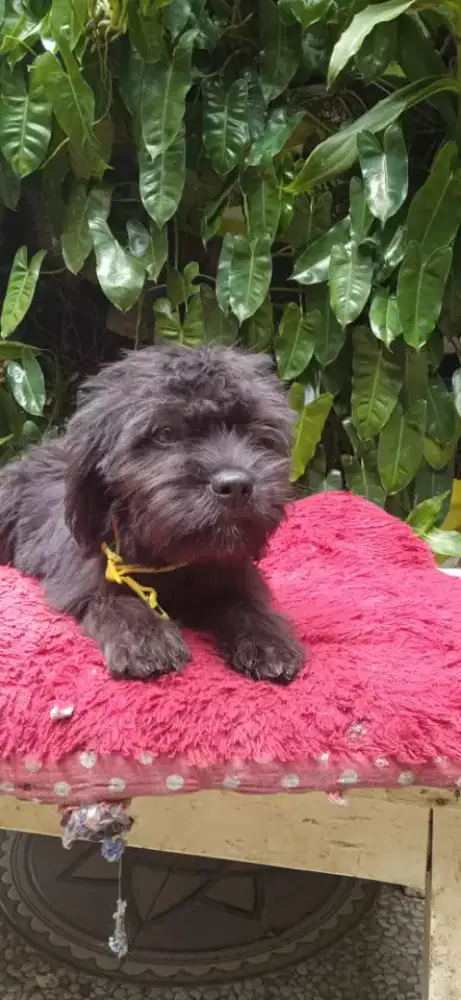 Puppy shintzhu mix labrador