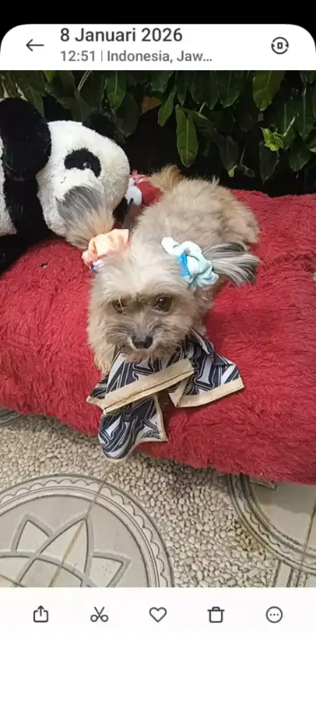 Puppy shintzhu mix maltis