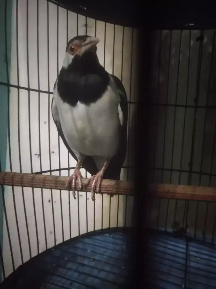 Jalak suren gacor door