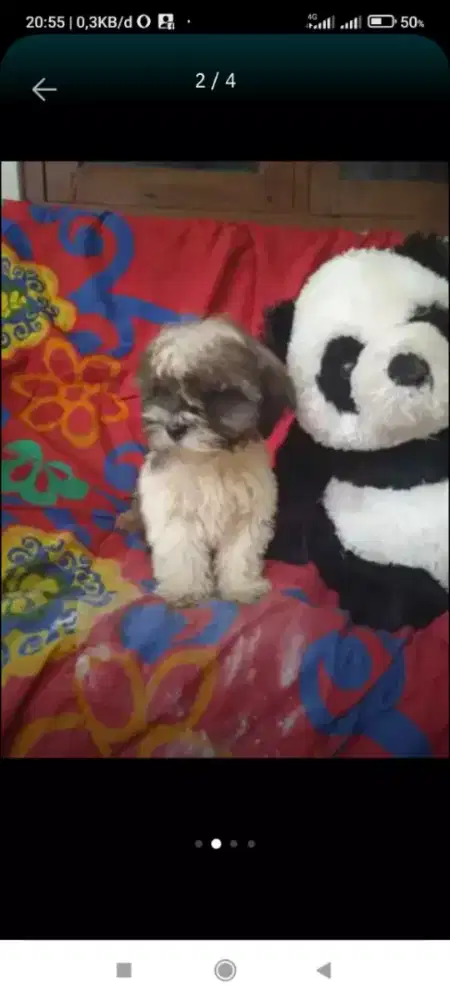 Puppy shintzhu betina