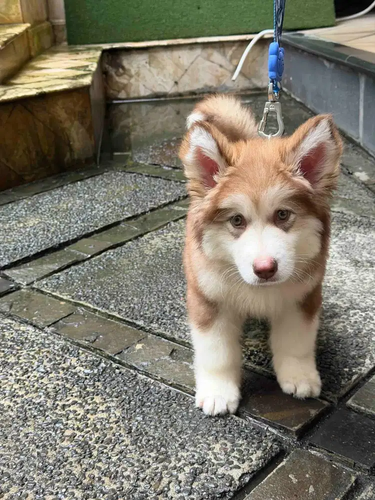 Dibutuhkan segera kennel girl yang berpengalaman mengurus anjing