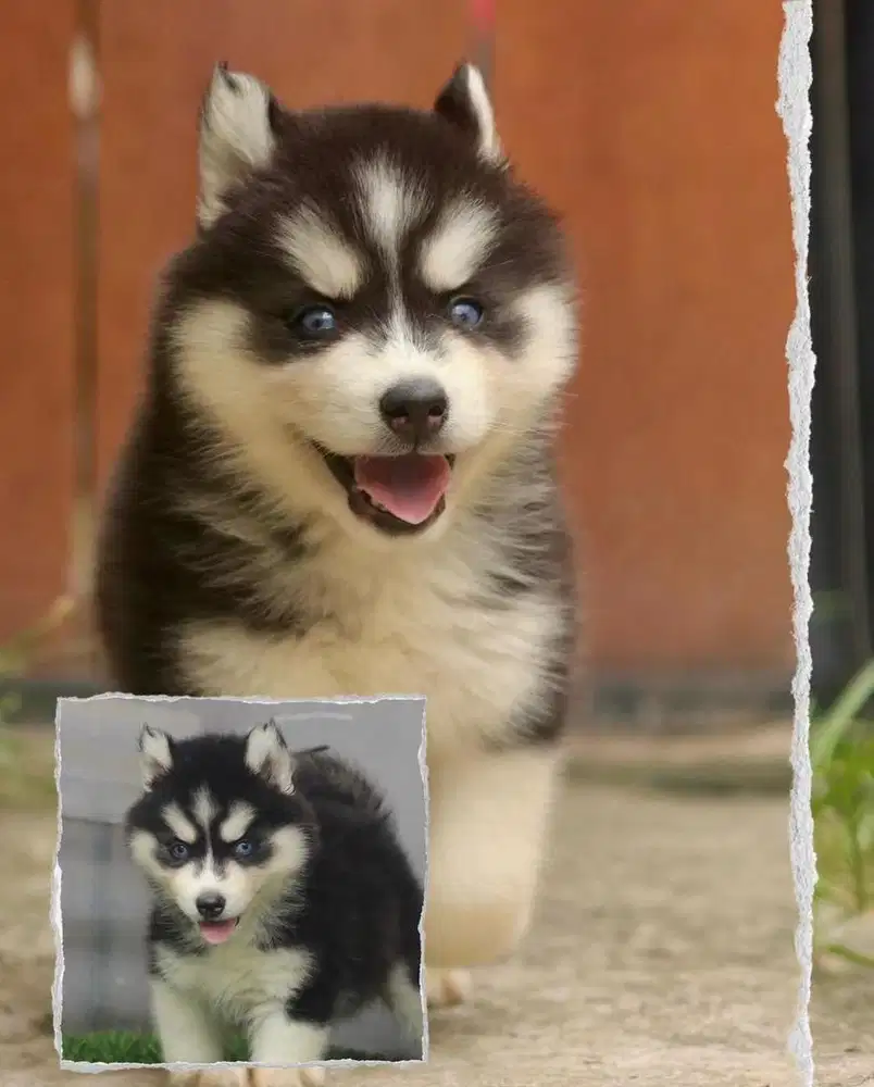 Siberian husky betina