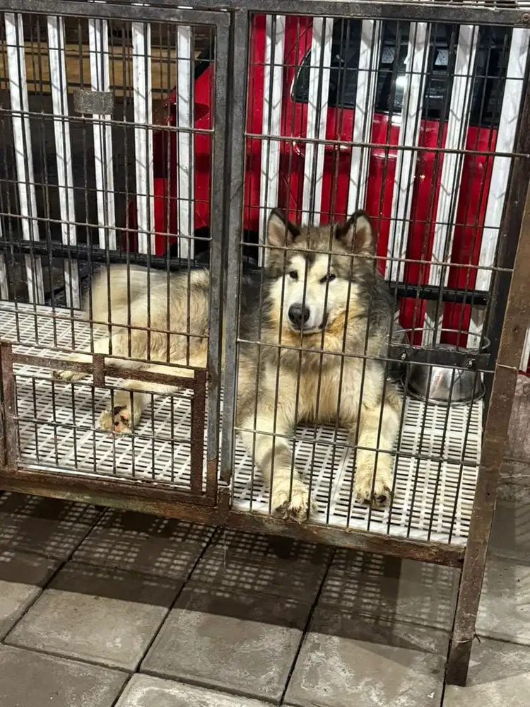 anjing alaskan malamute jantan 1 tahun