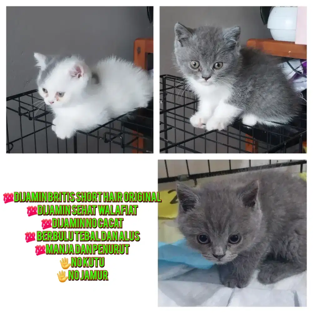 Open adobt, anak kucing / kitten BSH keturunan murni