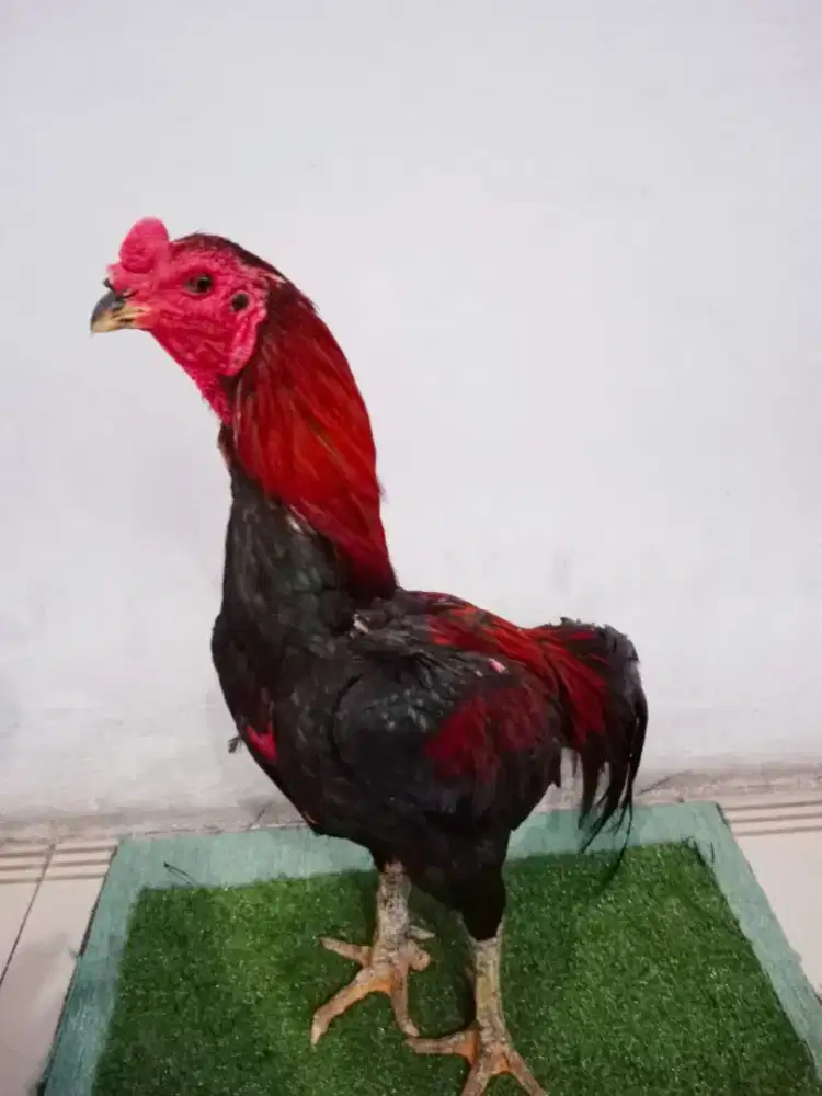 Jual pacek trah jelas