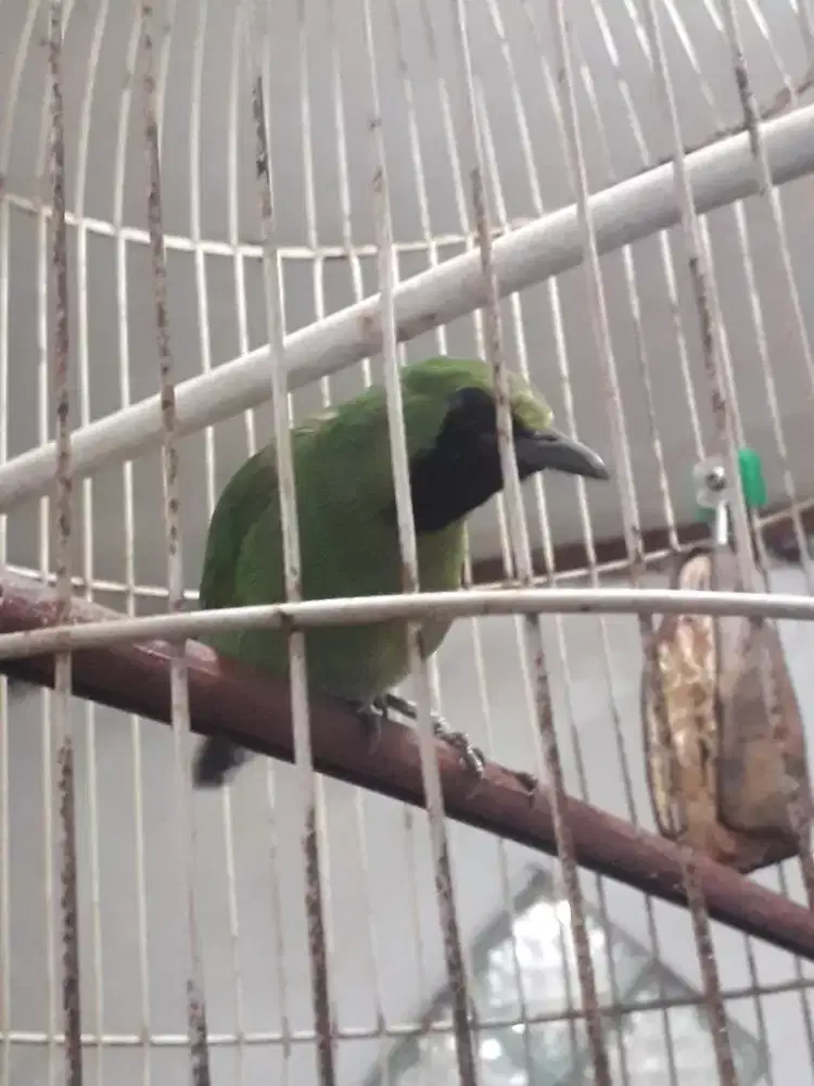 Ijo mini jomin rajin di Bogor