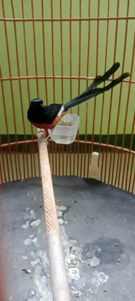 Murai batu medan gacor