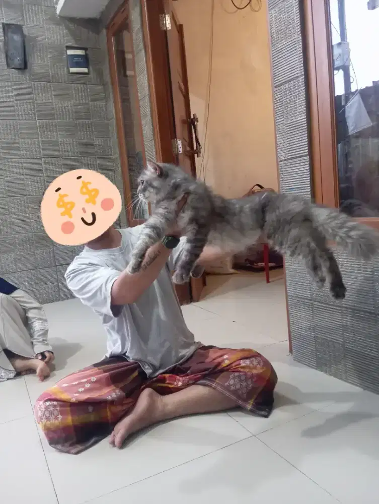 Kucing mix mainecoon jantan bigbon