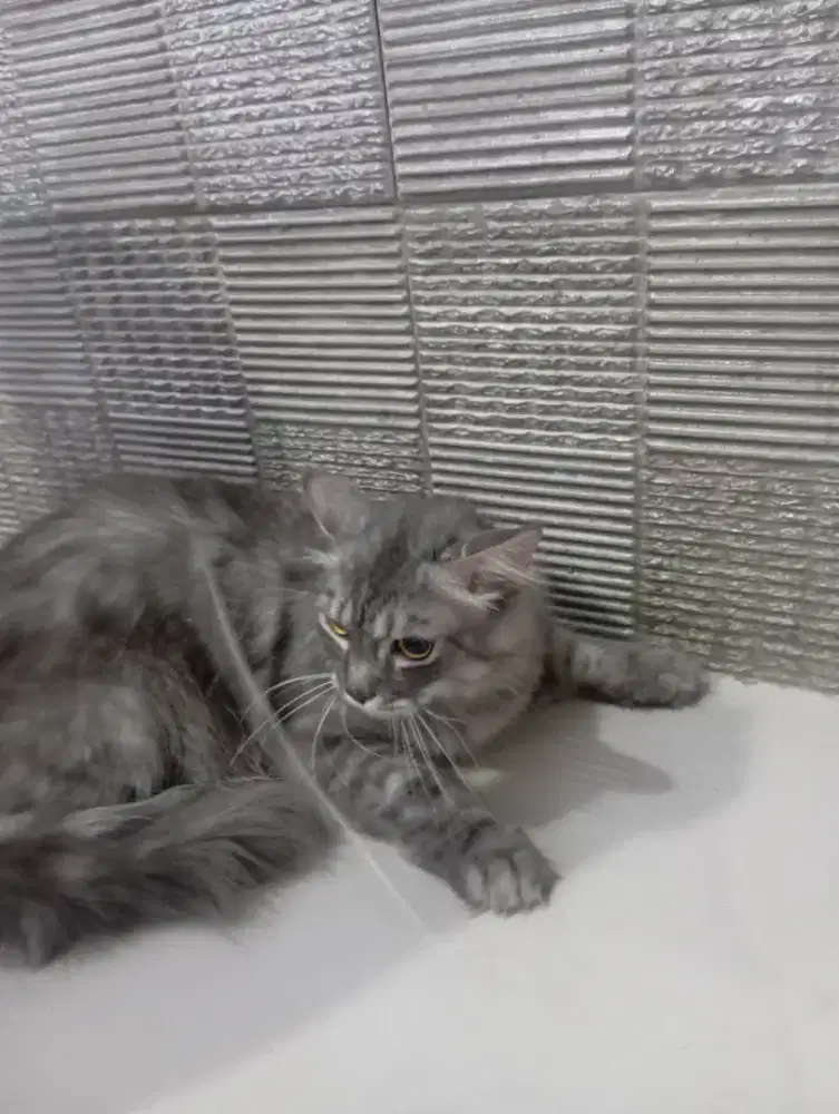 Kucing mainecoon mix jantan