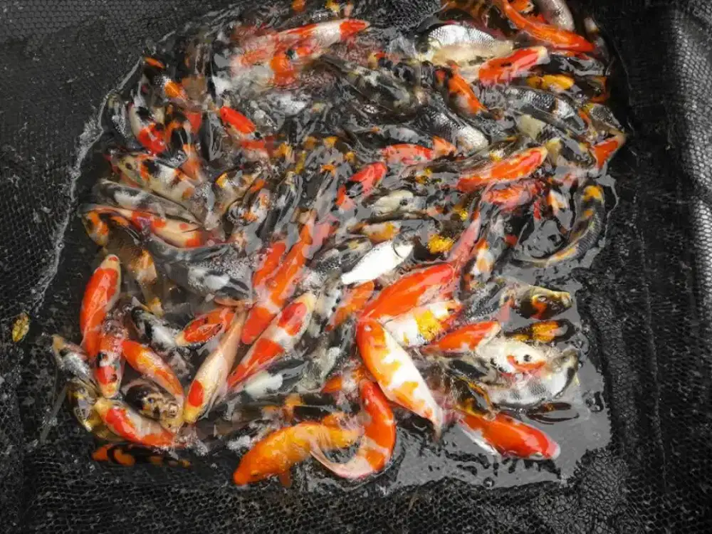 beragam ukuran dan jenis ikan koi