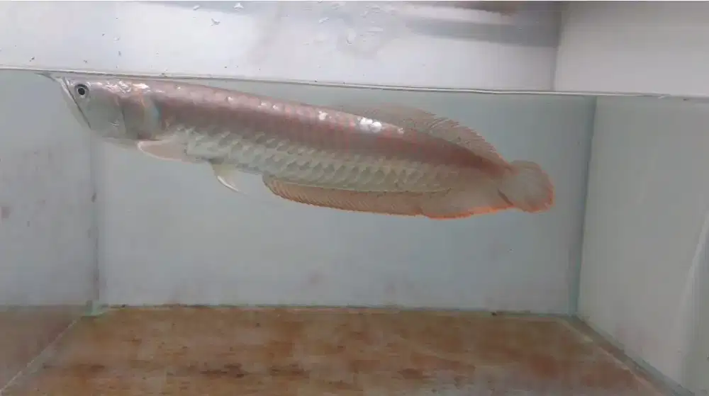Ikan arwana ukuran 36cm 220rb pas/net