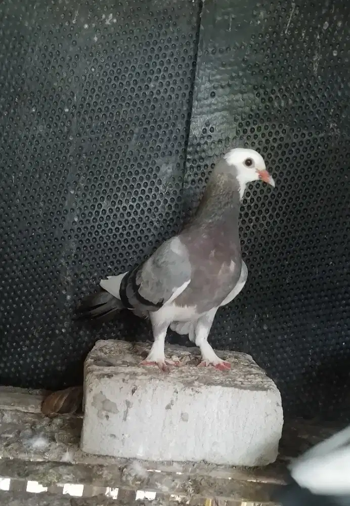 Merpati Blantong Jembros