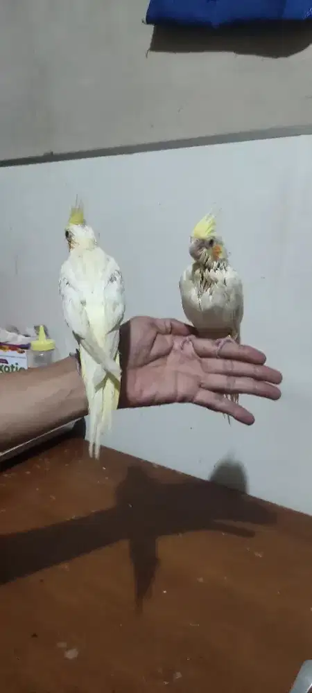 Parkit Australia FALK LUTINO, Jinak Sehat Manja, Mainan Anak, bahan FF