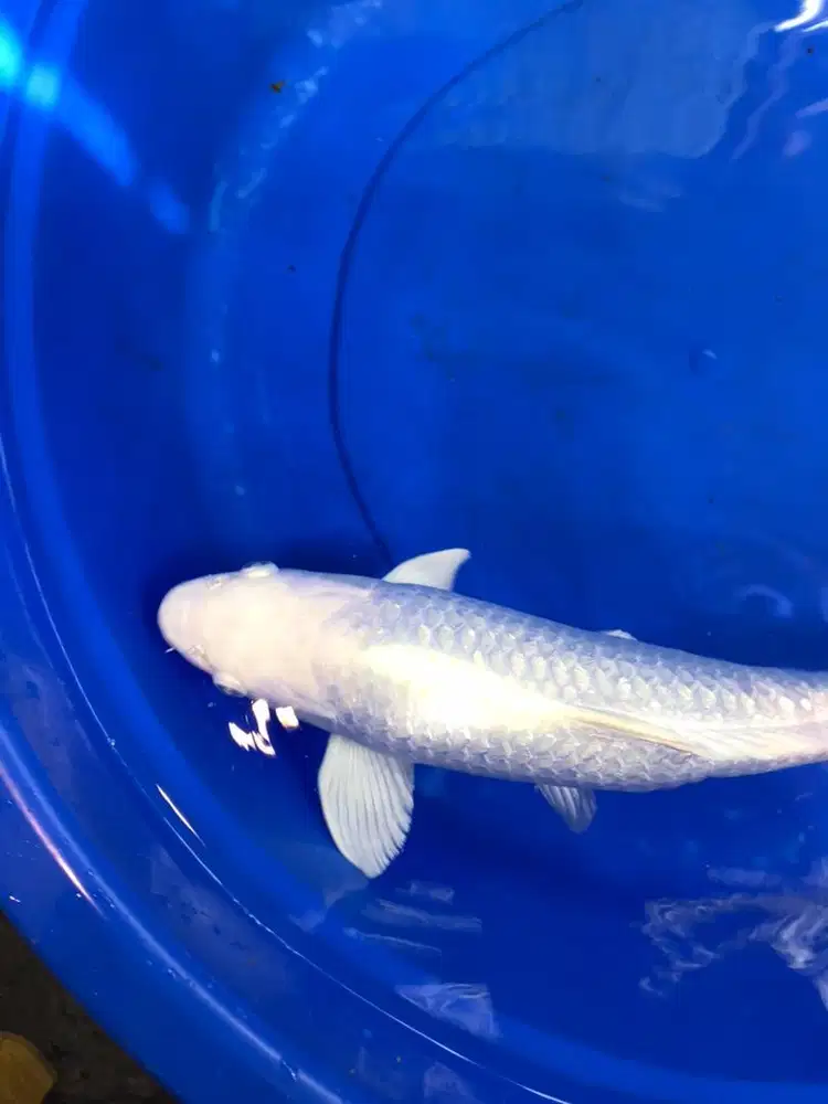Ikan koi platinum
