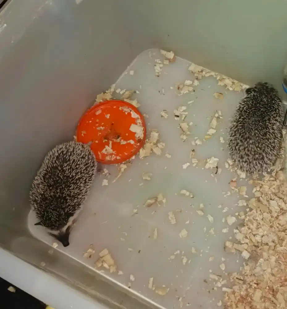 Landak Mini Saltpaper