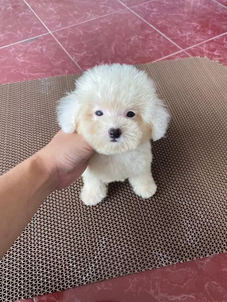Tiny poodle white jantan