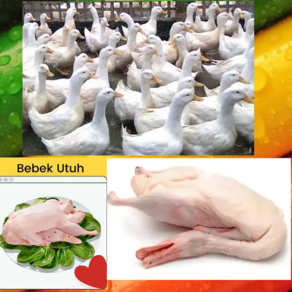 Bebek hybrida freez dan frozen