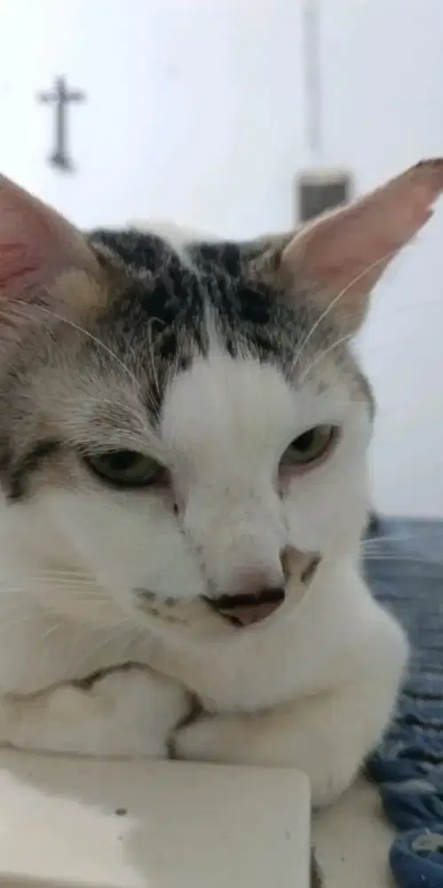 Mencari art bisa bersih dan masak