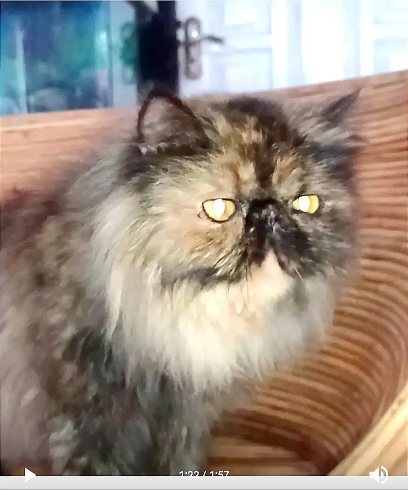 Kucing Persia peaknose betina indukan.