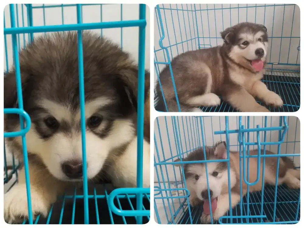 ANAK ANJING ALASKAN MALAMUTE STAMBUM, VAKSIN, CHIP. HIGH QUALITY!