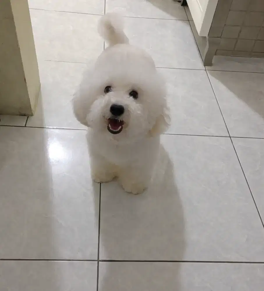 Indukan white poodle