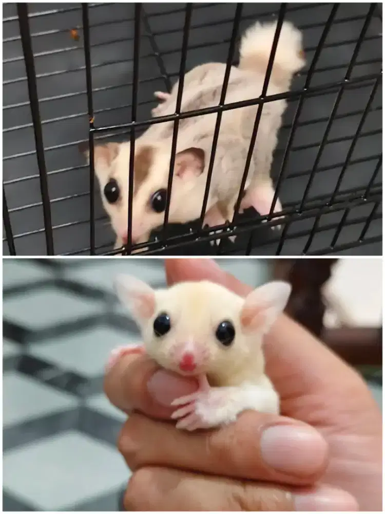 Sugar Glider Joey Sepasang