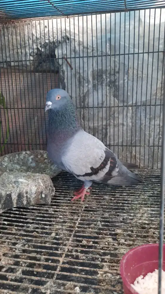 MERPATI TINGGI MURAH BANDUNG