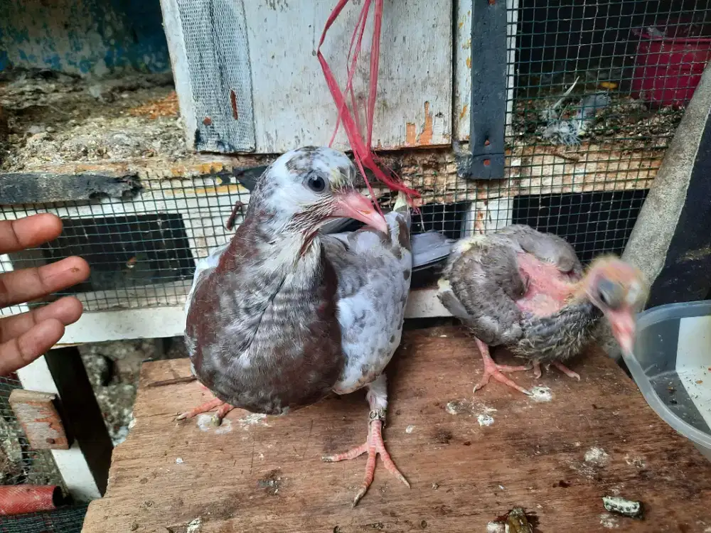 PIYIKAN MERPAT TINGGIAN  FF