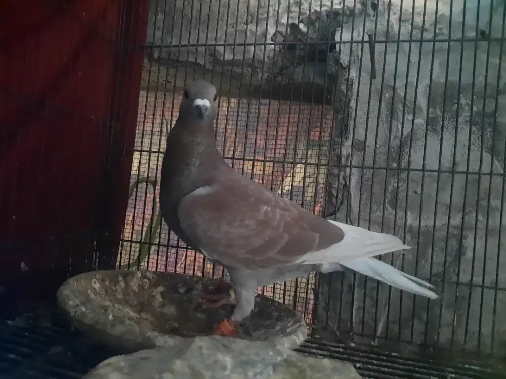 MERPATI POS JANTAN  BANDUNG