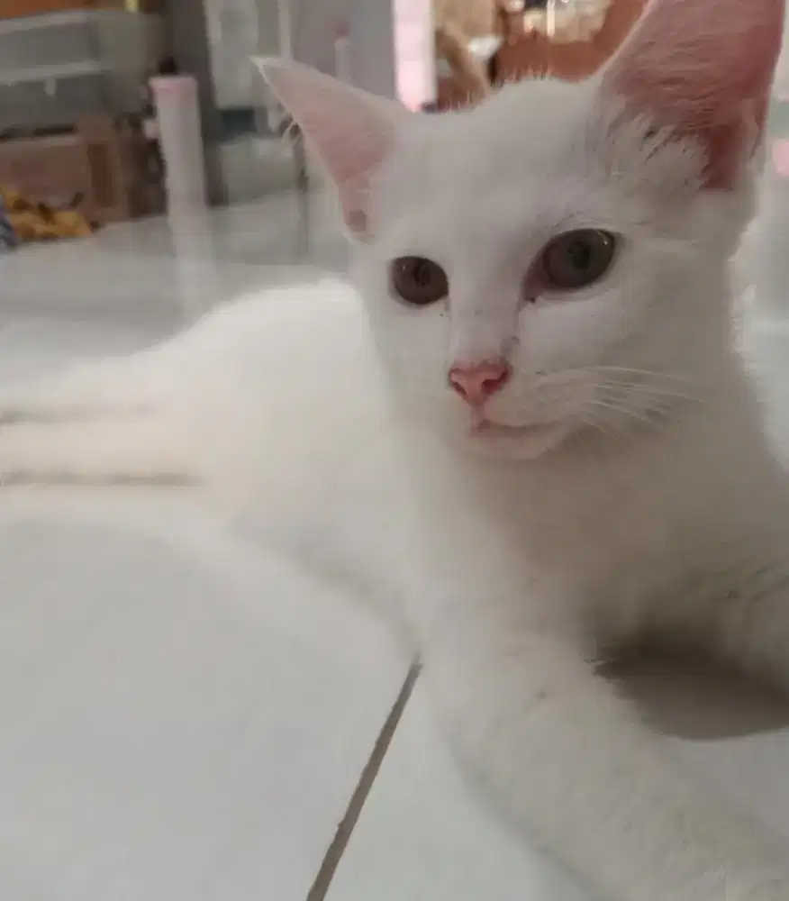 Kucing cantik, gratis,