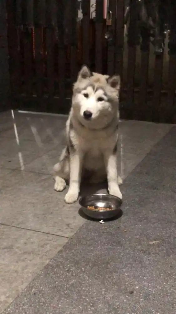 Siberian Husky betina