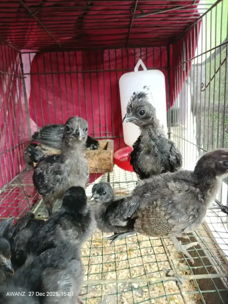 Ayam kate jemgger mawar