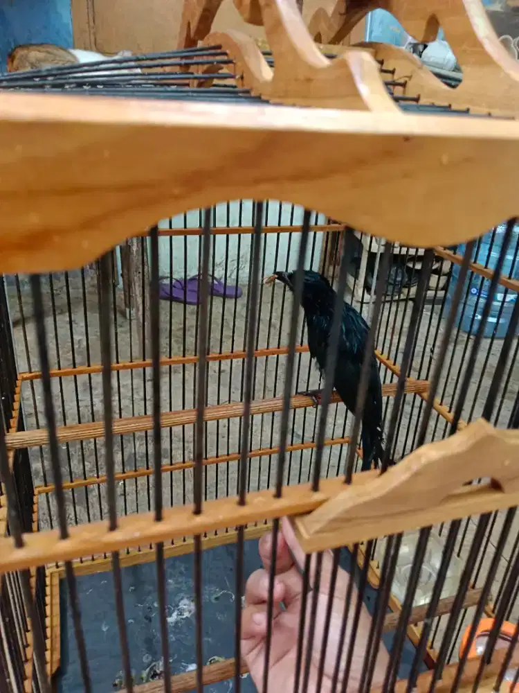 Srigunting Hitam bukan kantil