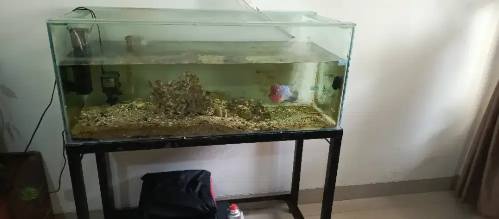 aquarium +ikan Lohan