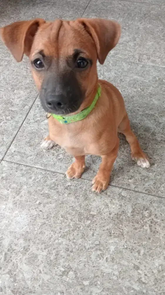 Anjing mix poddle dan tackle