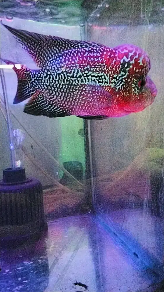 Louhan Srm jenong merah