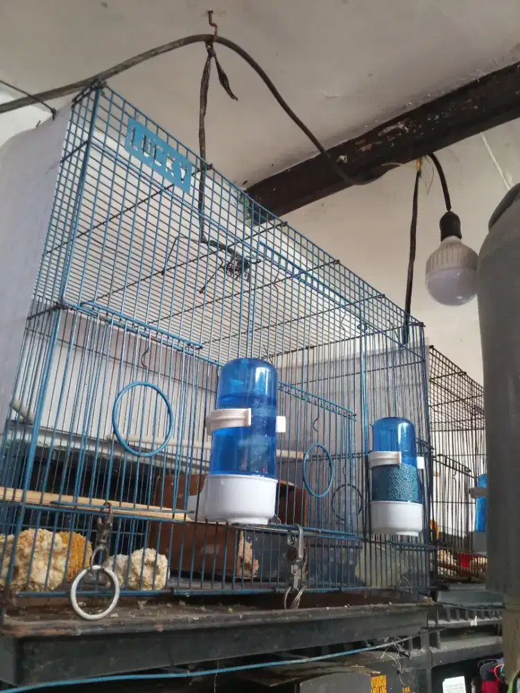 Burung Lovebird 2 Pasang Produksi Fullset baca deskripsi!?
