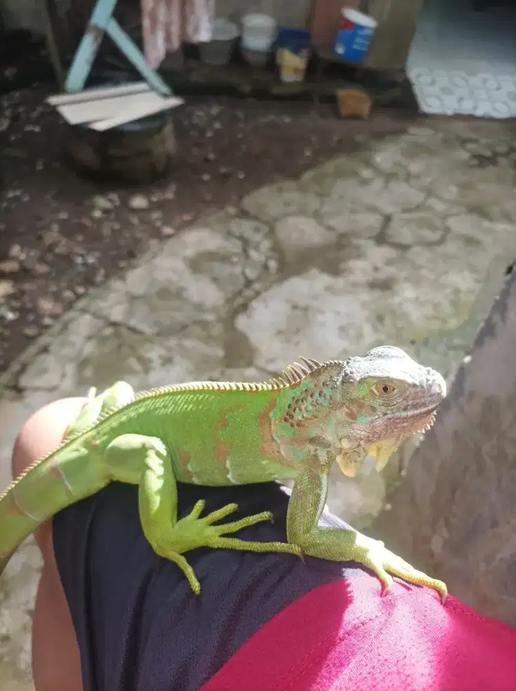 Iguana hijau  jinak nurut