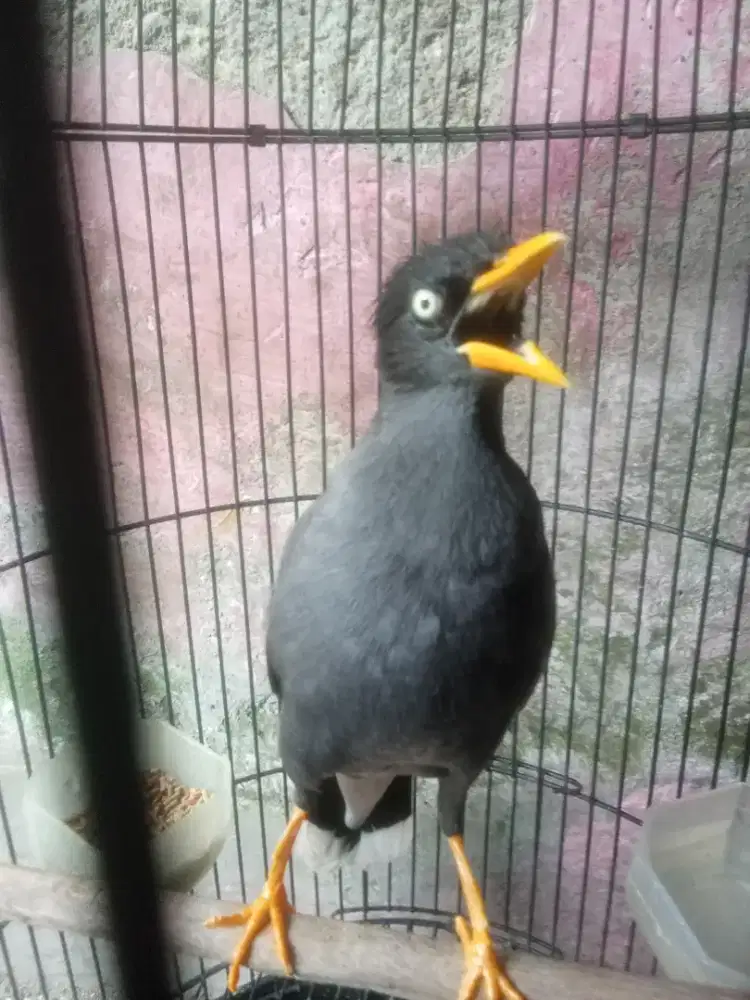 Jual burung jalak Omas gacor udah bisa ngomong cetrekan