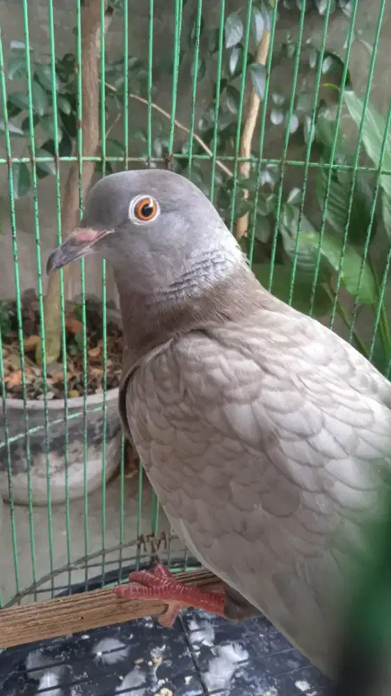 Burung Merpater (persilangan merpati dan puter)