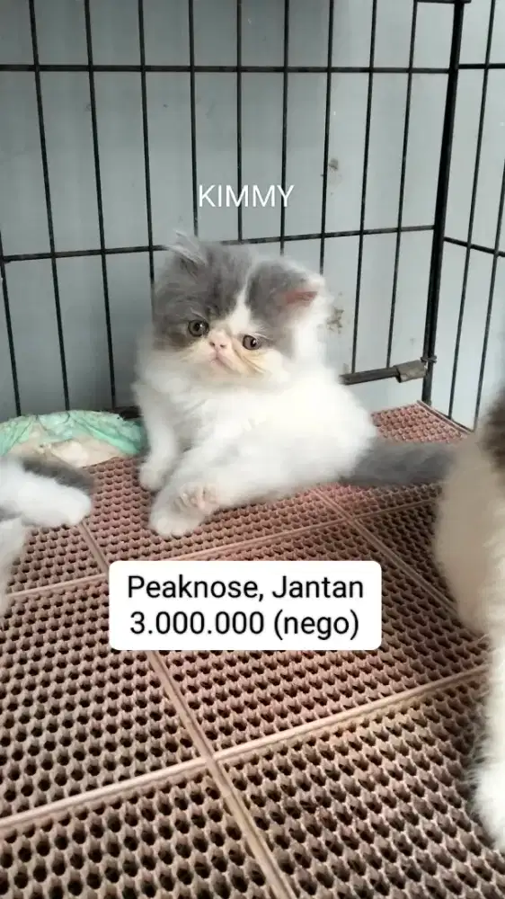 Kucing Persia Flatnose & Peaknose